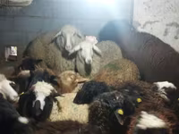 Ram, Sheep — photo 5