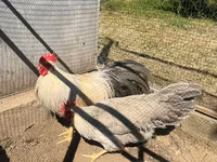 Leghorn — Foto 1