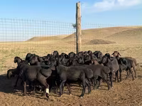 मेढ़ा, Hissar sheep — फ़ोटो 4