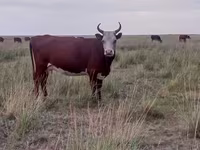 Sigir, Latvian Blue cattle — 6-rasm