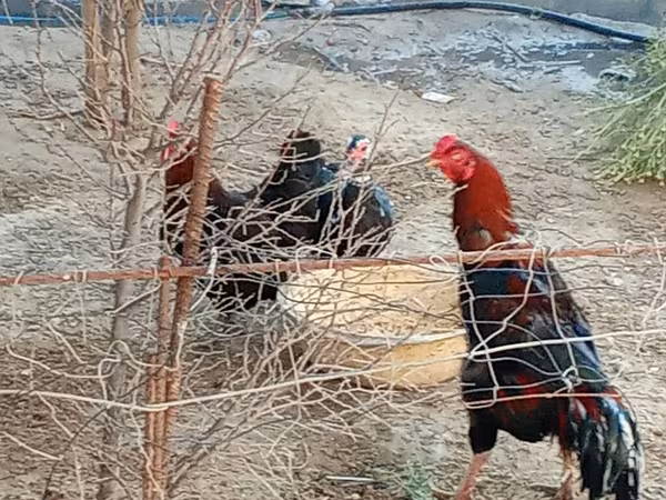 Chickens