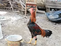 Chickens — photo 4