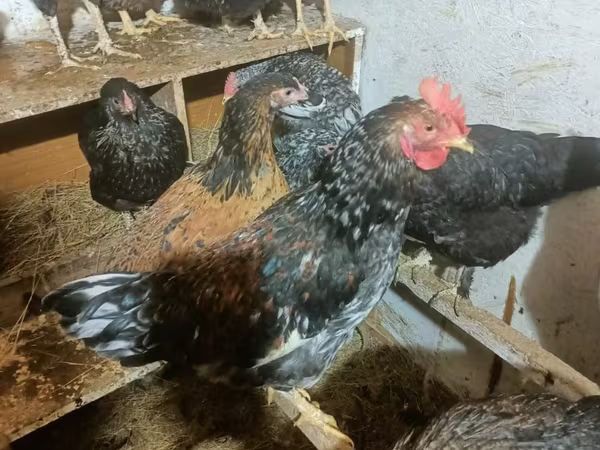 Brahma
