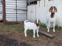 Ziege, Saanen goat — Foto 2