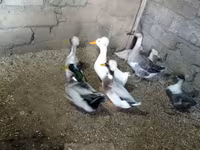 Ducks — Foto 4