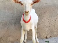 Коза, Saanen goat — фото 2