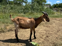 Ziegenbock, Nubian Goat — Foto 5