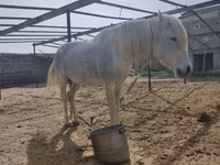 Caballo, Caballos — foto 4
