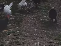 Turkeys — Foto 4