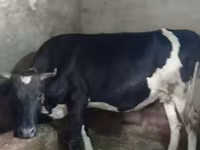 Sigir, Russian Black pied cattle — 1-rasm