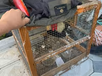 Chickens — Foto 2