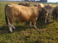 Bulle, Aubrac cattle — Foto 5