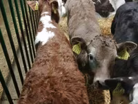 İribuynuzlu mal-qara (partiya, cinsi göstərilməyib), Simmental cattle — foto 3