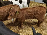 ІҚМ (топ, жынысы көрсетілмеген), Simmental cattle — 5-сурет