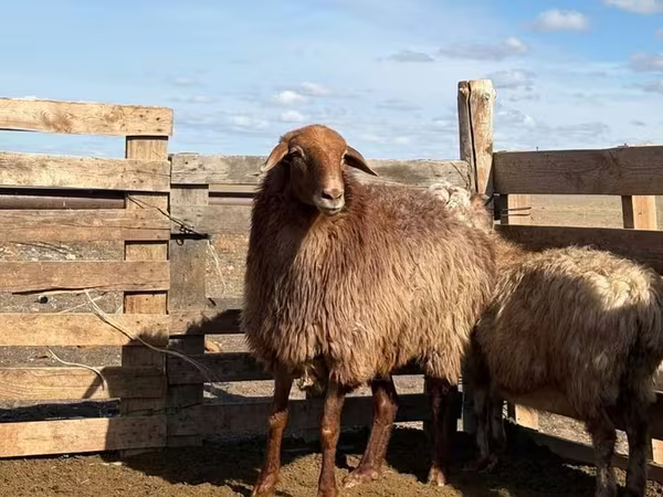 Schaf, Kazakh fat-tailed coarsewool sheep