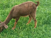 عنزة, الماعز — الصورة 7