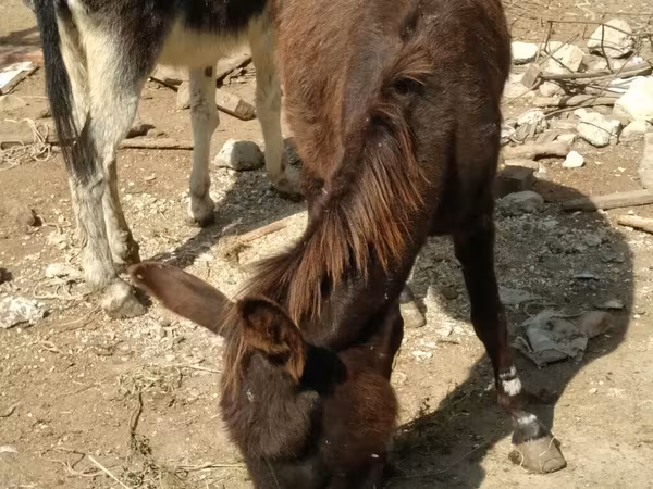 Caballos (lote, sexo no especificado), Caballos