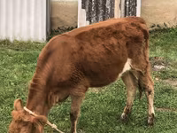 Kuh, Simmental cattle — Foto 2