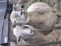 公羊, Katum sheep — 照片 5