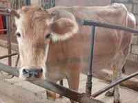 Kuh, Simmental cattle — Foto 2