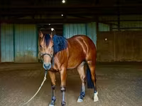Hengst, Quarter Horse — Foto 7