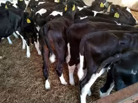 Bulle, Holstein-Rasse — Foto 3