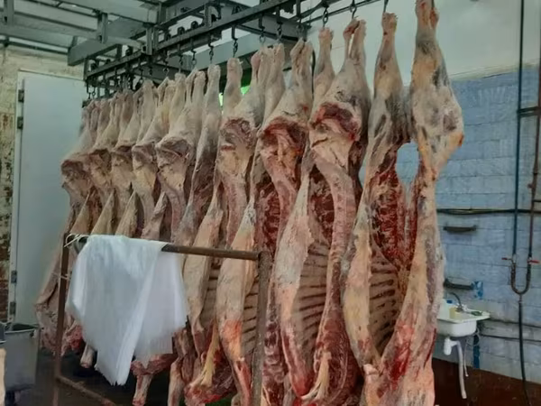 Говядина полутуши/четверти коровы , быки