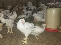 Chickens — 照片 1