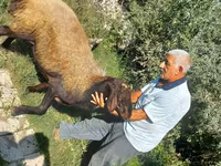 Carnero, Ovejas — foto 4