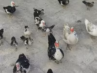 डोमेस्टिक मस्कोवी — फ़ोटो 6