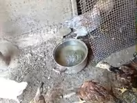 Chickens — photo 3