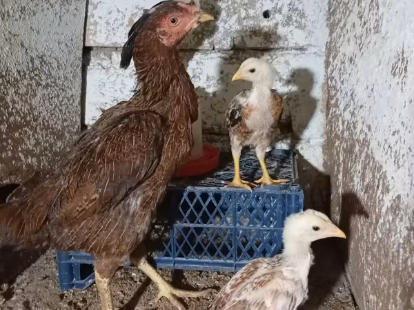 Chickens