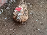 Hausente — Foto 1