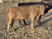Bulle, Simmental cattle — Foto 7