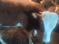 Bulle, Simmental cattle — Foto 3