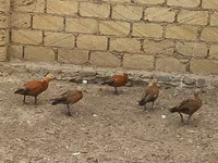 Guinea fowl — 3-rasm