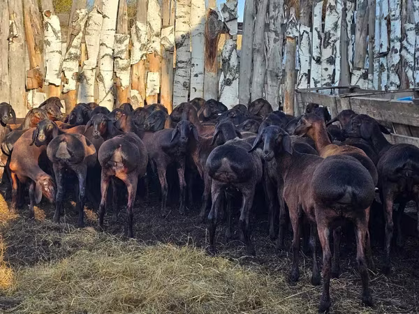 Schaf, Hissar sheep