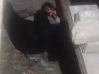 Ducks — foto 1