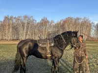 Hengst, Kustanai horse — Foto 1
