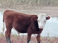 Bulle, Simmental cattle — Foto 6