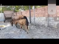 فرس, الخيول — الصورة 1
