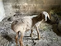 母羊, Katum sheep — 照片 2