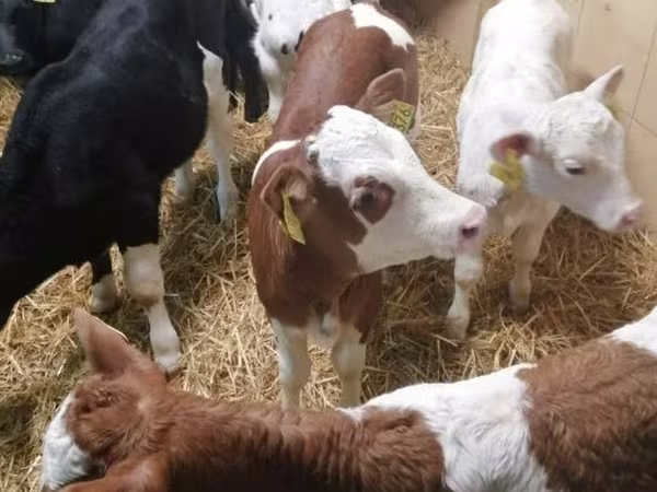 ІҚМ (топ, жынысы көрсетілмеген), Simmental cattle