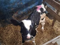 母牛, Russian Black pied cattle — 照片 6