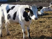 母牛, Holstein breed — 照片 6
