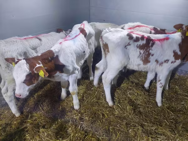 Rinder (Partie, Geschlecht nicht angegeben), Simmental cattle