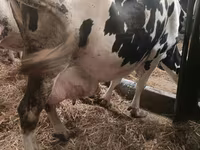 Kuh, Simmental cattle — Foto 2