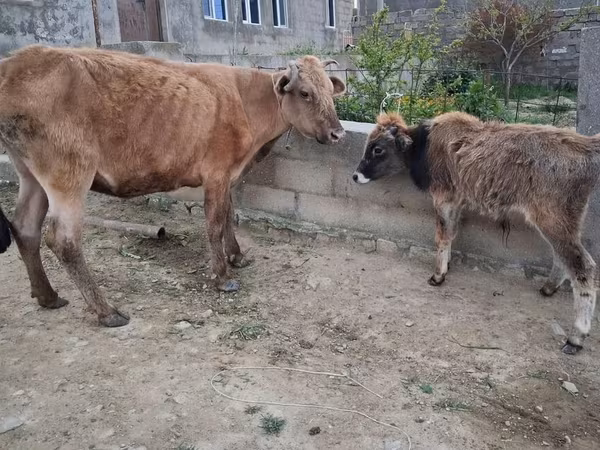 Vaca, Ganado vacuno