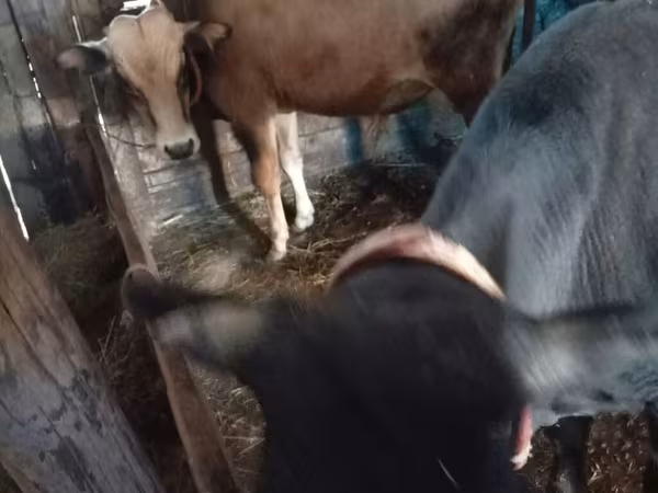 Bulle, Rinder