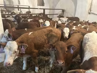 ثور, Simmental cattle — الصورة 4